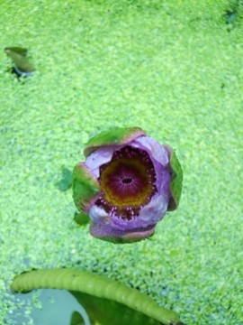 蓮花