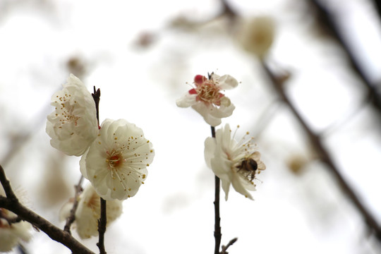 梅花花苞