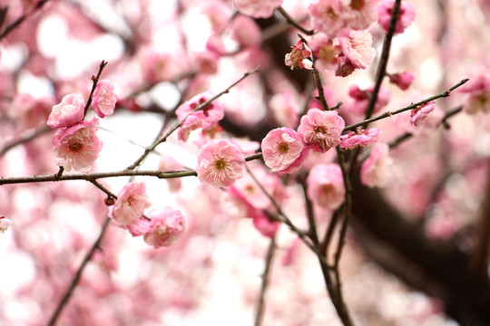 梅花