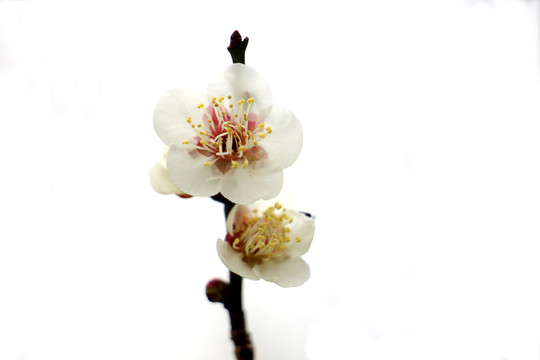 梅花花苞