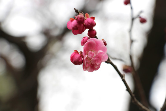 梅花