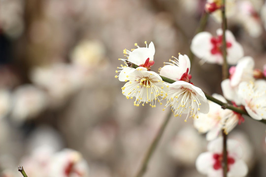 梅花