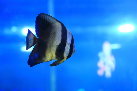 水族箱 海魚