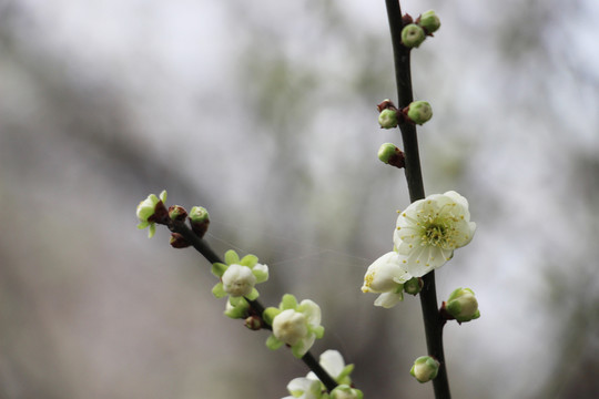 綠色花苞