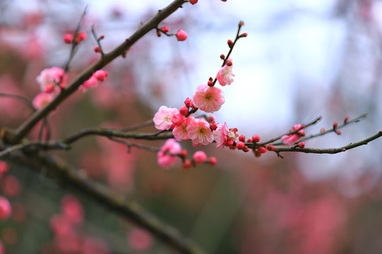 梅花