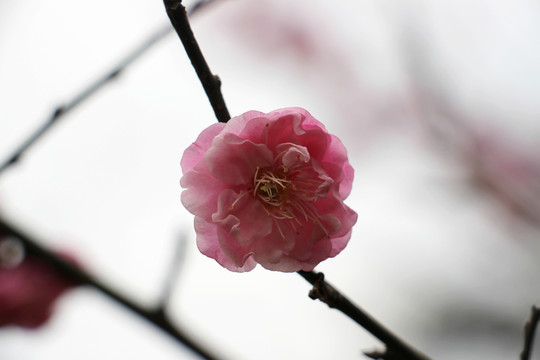 紅梅