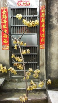 春聯(lián)梅花迎春到  （10）