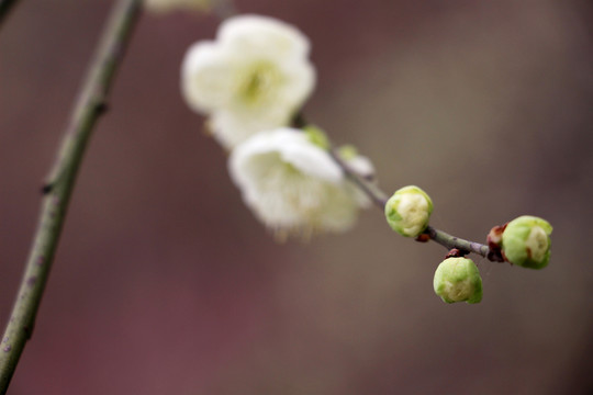 梅花