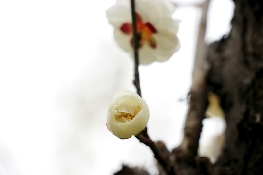 梅花花苞