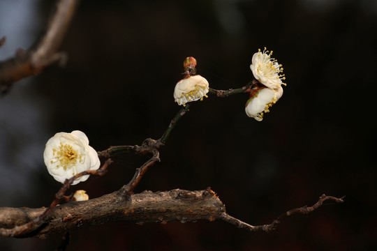 龍游梅