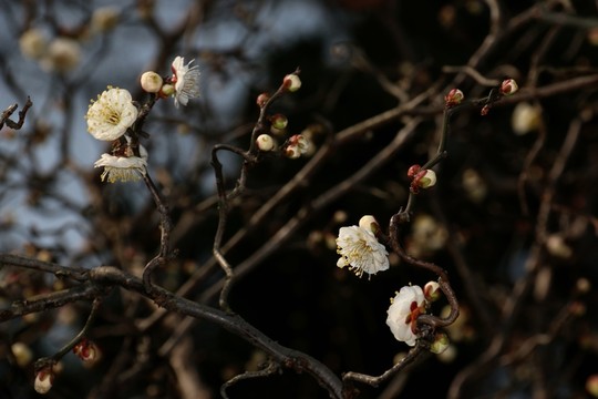 龍游梅