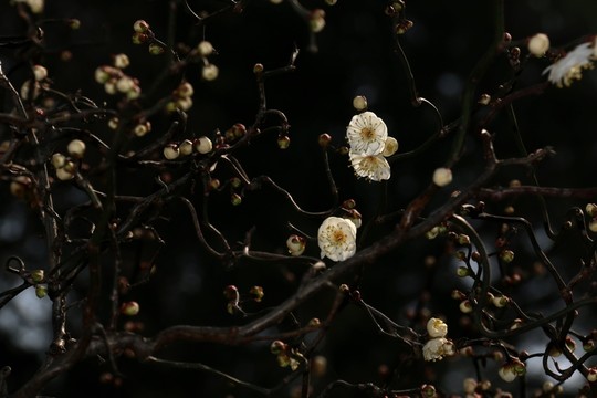 龍游梅