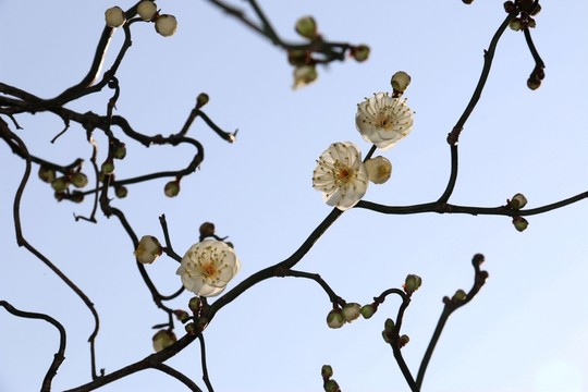 龍游梅