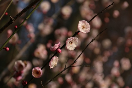 梅花