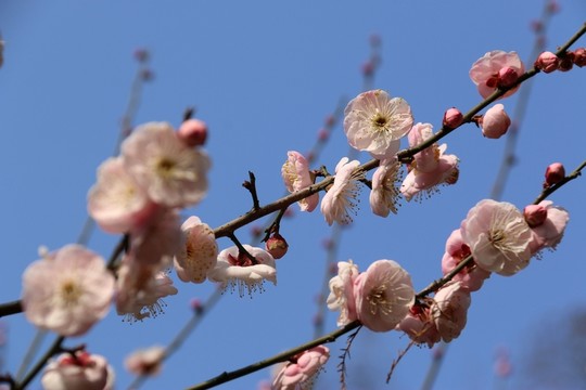 梅花