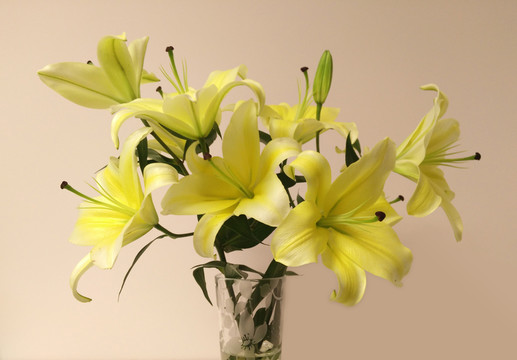 黃色百合花