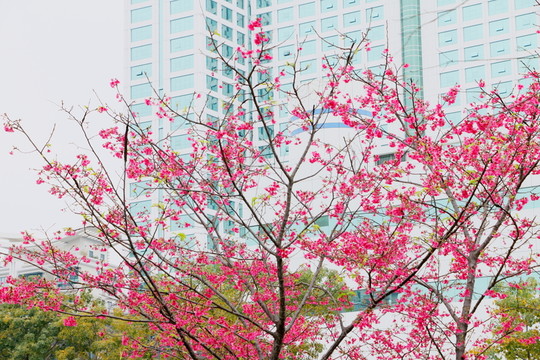 福建山櫻花