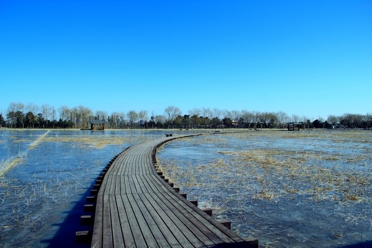 濕地木棧道