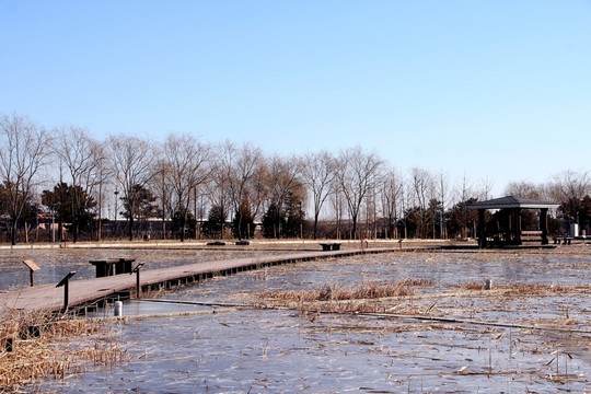 冬季濕地