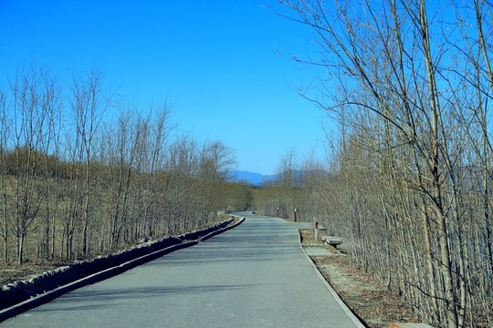 林蔭道