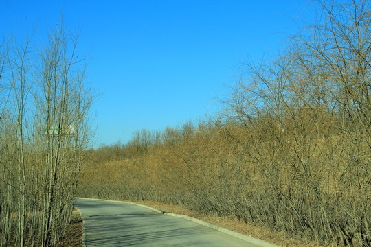園博園道路