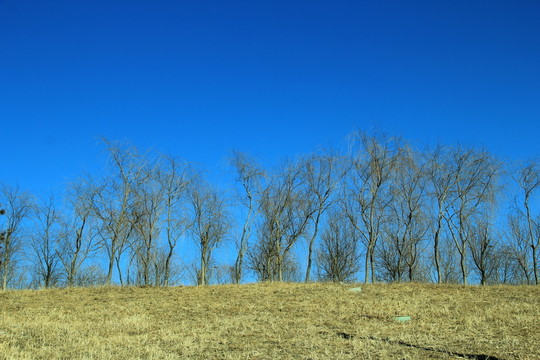 曠野