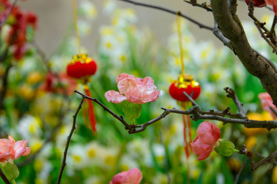 櫻花