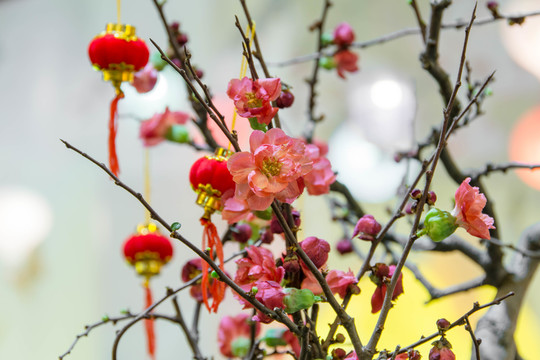 櫻花
