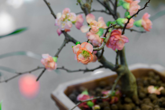 櫻花