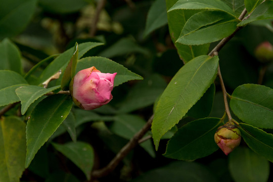 鮮花