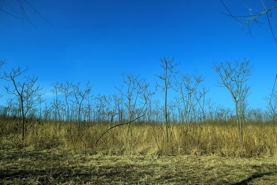 曠野