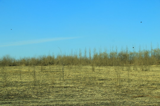 曠野