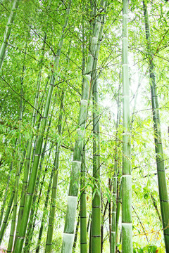 竹林