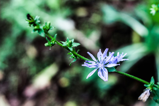 菊苣花