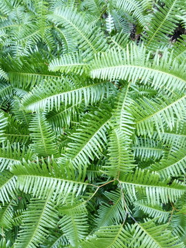 綠葉 草本植物