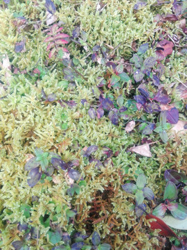 苔蘚