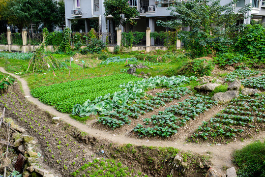 菜園
