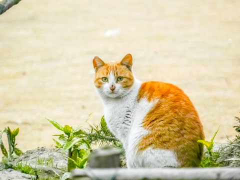 貓?zhí)貙?野外的貓