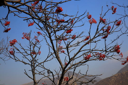 紅山果
