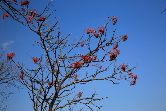 紅山果