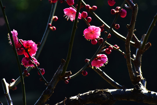梅花