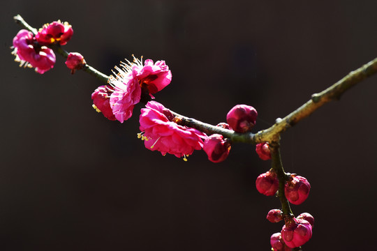 梅花
