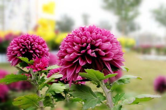 菊花