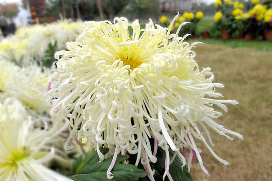 菊花