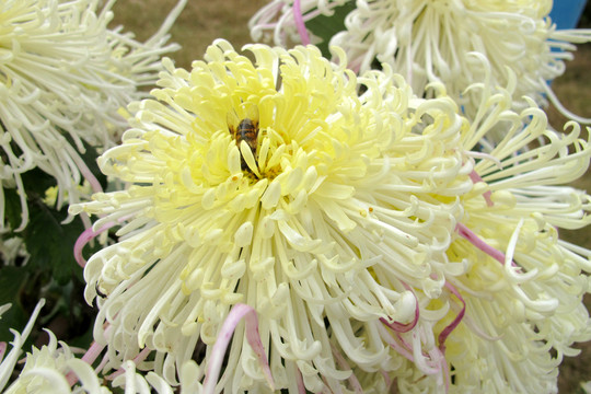 菊花