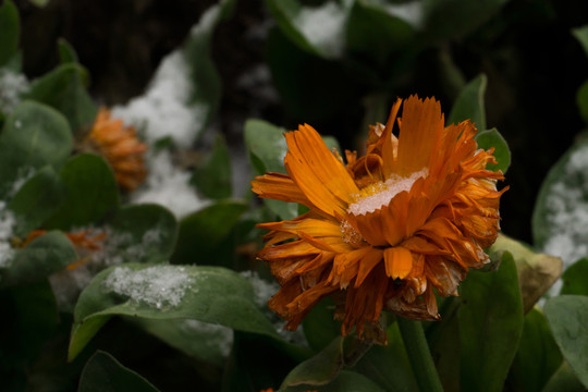 有雪的小花
