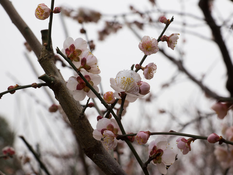 梅花