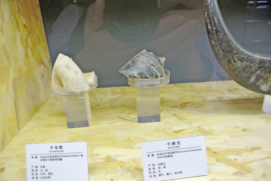 牛腳殼 中醫(yī) 中藥材 中草藥