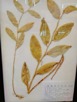 玉竹 標(biāo)本 草本裝飾畫