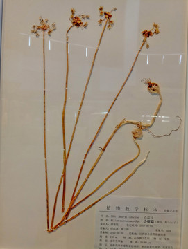小根蒜 標本 草本裝飾畫